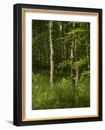 Beech Forest with Grass in Spring-Axel Killian-Framed Photographic Print