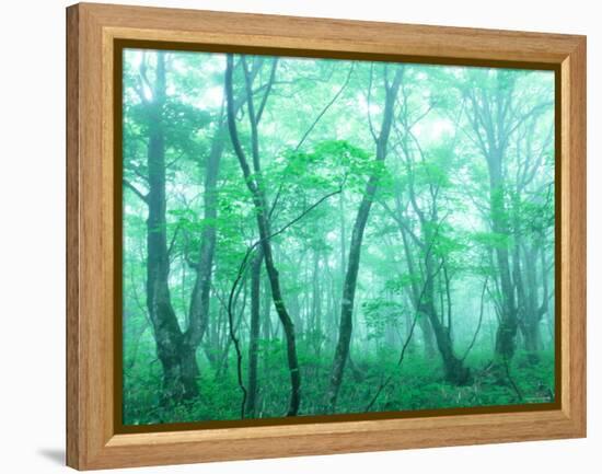 Beech Forest-null-Framed Premier Image Canvas