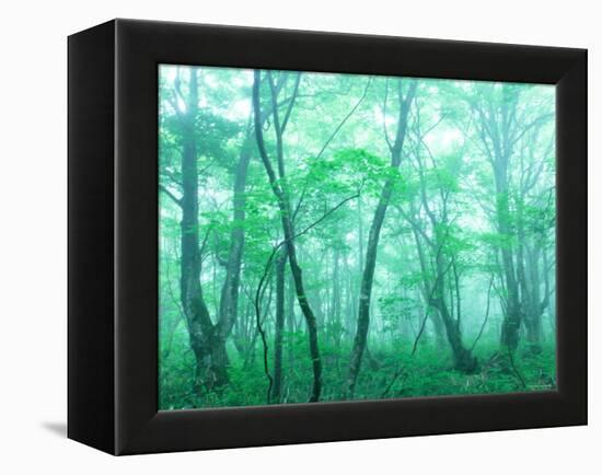 Beech Forest-null-Framed Premier Image Canvas