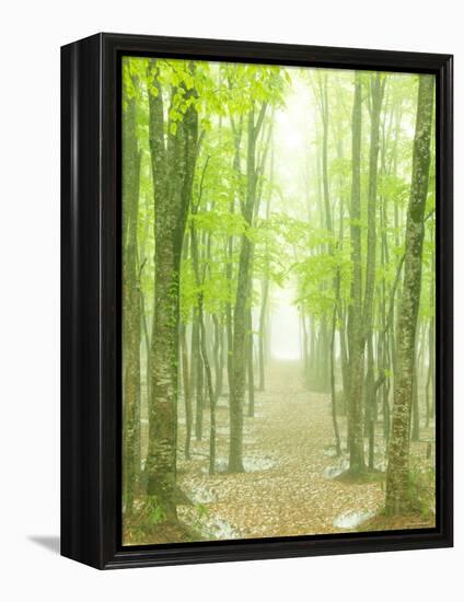 Beech Forest-null-Framed Premier Image Canvas