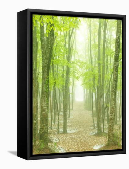 Beech Forest-null-Framed Premier Image Canvas