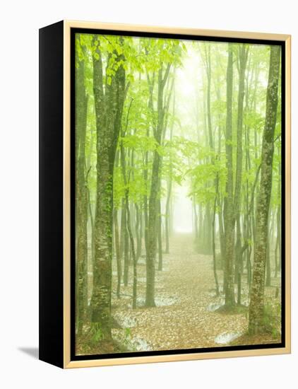 Beech Forest-null-Framed Premier Image Canvas