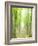 Beech Forest-null-Framed Photographic Print