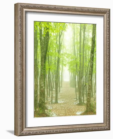 Beech Forest-null-Framed Photographic Print