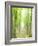 Beech Forest-null-Framed Photographic Print