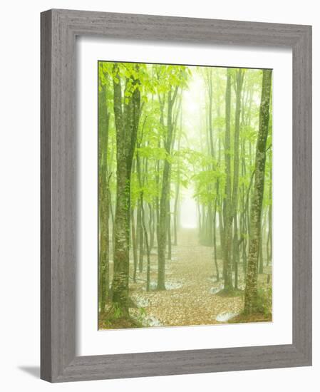 Beech Forest-null-Framed Photographic Print