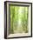 Beech Forest-null-Framed Photographic Print