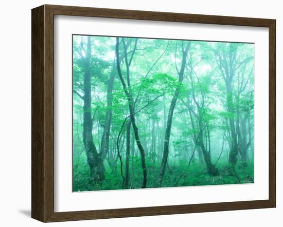 Beech Forest-null-Framed Photographic Print