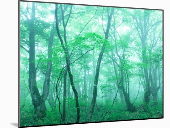 Beech Forest-null-Mounted Photographic Print