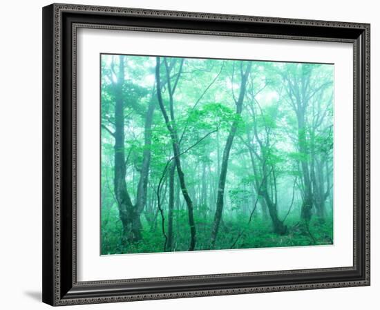 Beech Forest-null-Framed Photographic Print