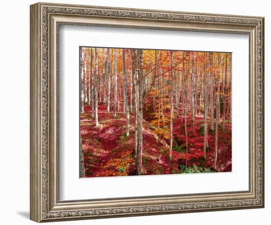 Beech forest-Marco Carmassi-Framed Photographic Print