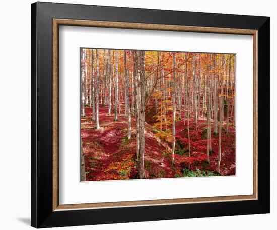 Beech forest-Marco Carmassi-Framed Photographic Print