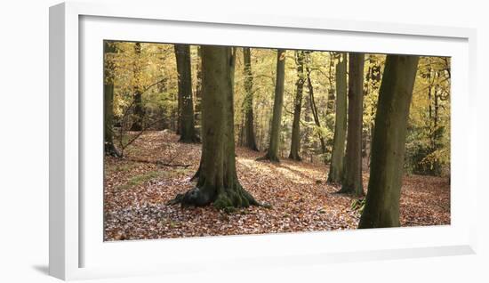 Beech Glade I-Bill Philip-Framed Giclee Print