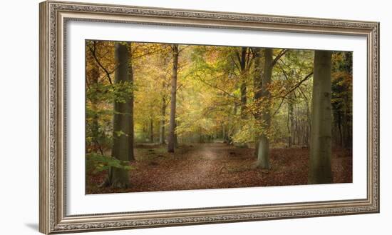 Beech Glade II-Bill Philip-Framed Giclee Print