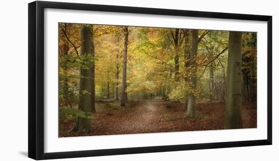 Beech Glade II-Bill Philip-Framed Giclee Print