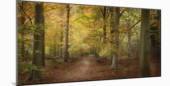 Beech Glade II-Bill Philip-Mounted Giclee Print