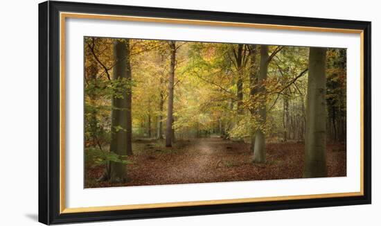 Beech Glade II-Bill Philip-Framed Giclee Print