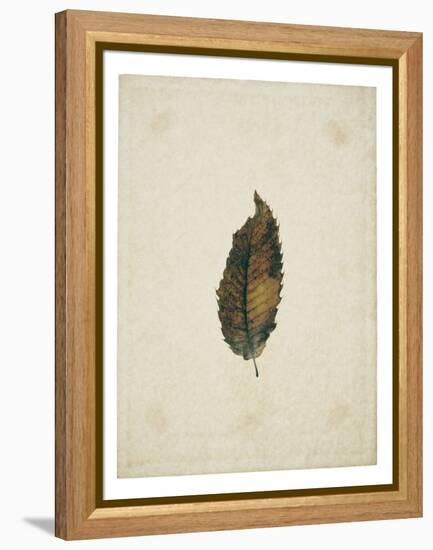 Beech leaf on yellowed paper, beige-Axel Killian-Framed Premier Image Canvas