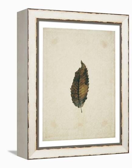 Beech leaf on yellowed paper, beige-Axel Killian-Framed Premier Image Canvas