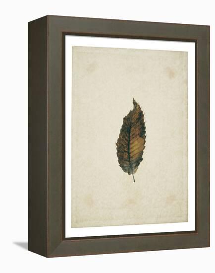 Beech leaf on yellowed paper, beige-Axel Killian-Framed Premier Image Canvas