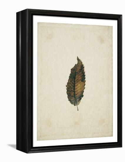 Beech leaf on yellowed paper, beige-Axel Killian-Framed Premier Image Canvas