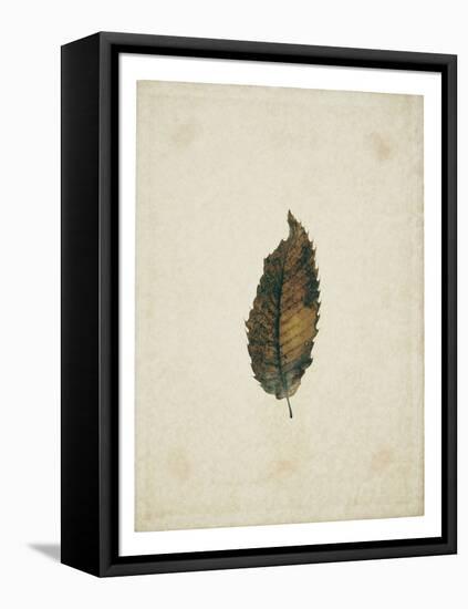 Beech leaf on yellowed paper, beige-Axel Killian-Framed Premier Image Canvas