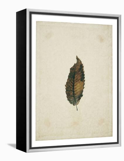 Beech leaf on yellowed paper, beige-Axel Killian-Framed Premier Image Canvas