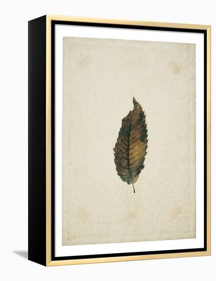 Beech leaf on yellowed paper, beige-Axel Killian-Framed Premier Image Canvas