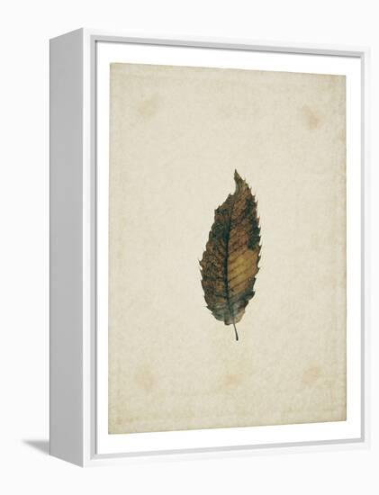 Beech leaf on yellowed paper, beige-Axel Killian-Framed Premier Image Canvas