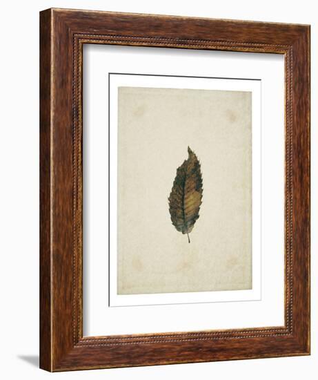 Beech leaf on yellowed paper, beige-Axel Killian-Framed Photographic Print