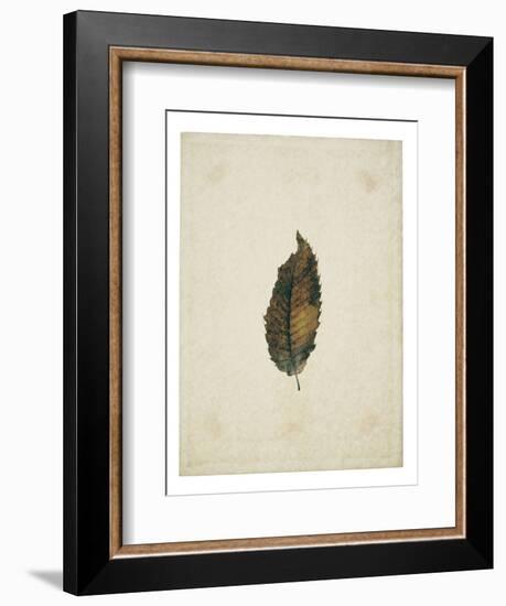 Beech leaf on yellowed paper, beige-Axel Killian-Framed Photographic Print