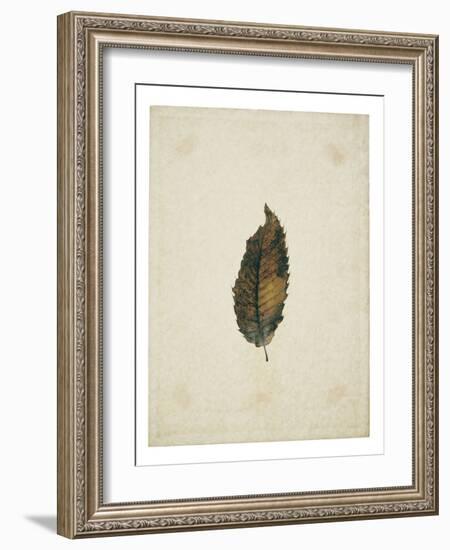 Beech leaf on yellowed paper, beige-Axel Killian-Framed Photographic Print