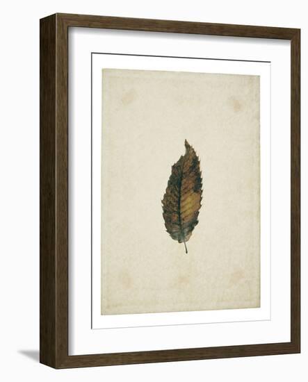 Beech leaf on yellowed paper, beige-Axel Killian-Framed Photographic Print