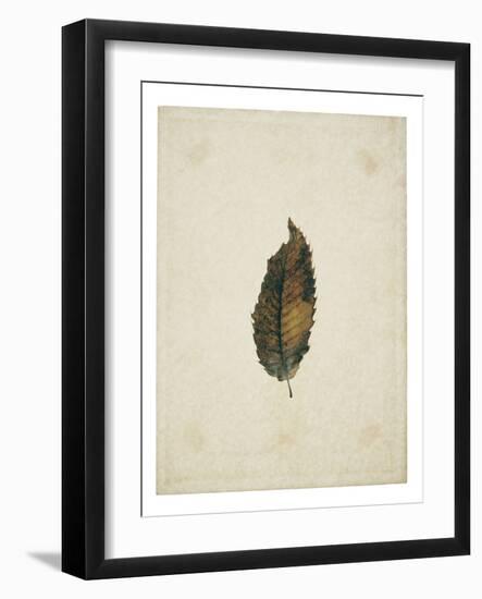 Beech leaf on yellowed paper, beige-Axel Killian-Framed Photographic Print