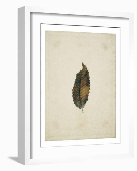 Beech leaf on yellowed paper, beige-Axel Killian-Framed Photographic Print