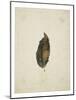 Beech leaf on yellowed paper, beige-Axel Killian-Mounted Photographic Print