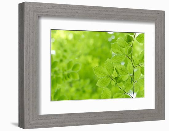 Beech Leaves, Branch, Close-Up-Alexander Georgiadis-Framed Photographic Print