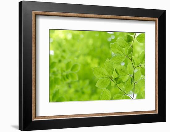 Beech Leaves, Branch, Close-Up-Alexander Georgiadis-Framed Photographic Print