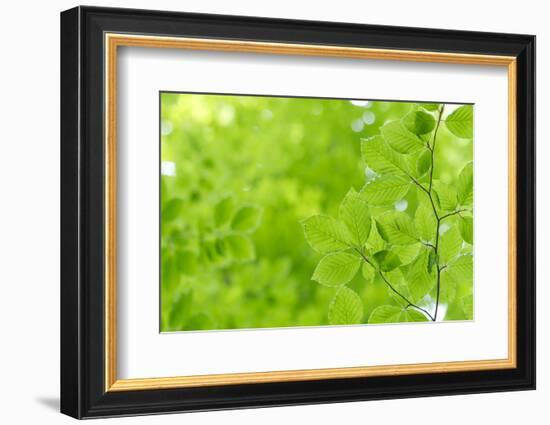 Beech Leaves, Branch, Close-Up-Alexander Georgiadis-Framed Photographic Print