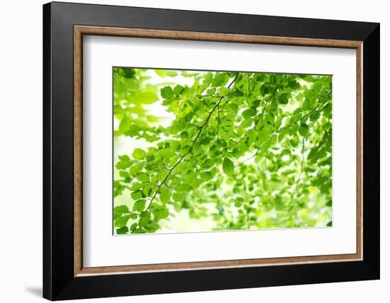 Beech Leaves, Branches, Close-Up-Alexander Georgiadis-Framed Photographic Print