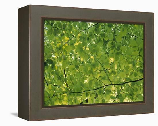 Beech Leaves-Jon Arnold-Framed Premier Image Canvas