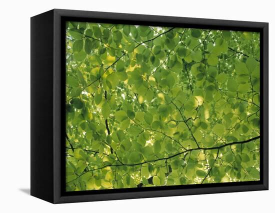 Beech Leaves-Jon Arnold-Framed Premier Image Canvas