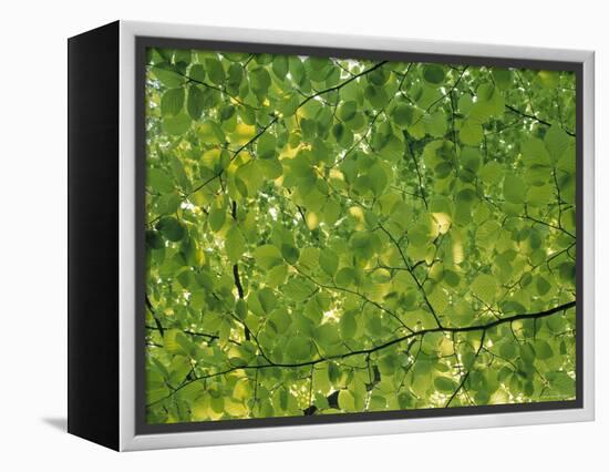 Beech Leaves-Jon Arnold-Framed Premier Image Canvas