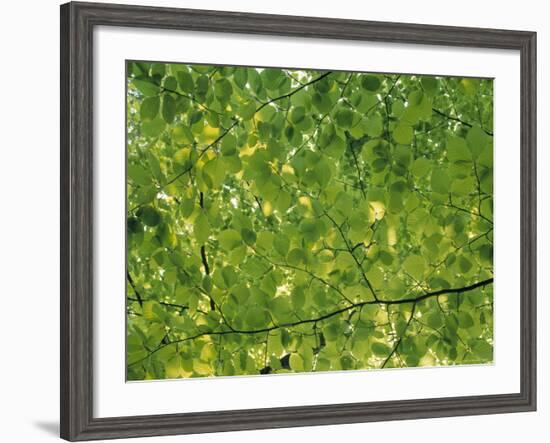 Beech Leaves-Jon Arnold-Framed Photographic Print