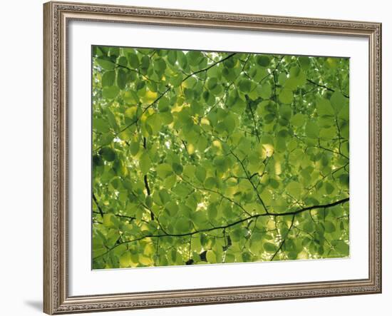 Beech Leaves-Jon Arnold-Framed Photographic Print