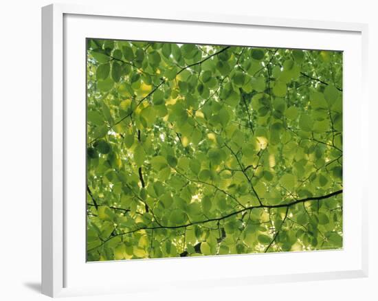 Beech Leaves-Jon Arnold-Framed Photographic Print