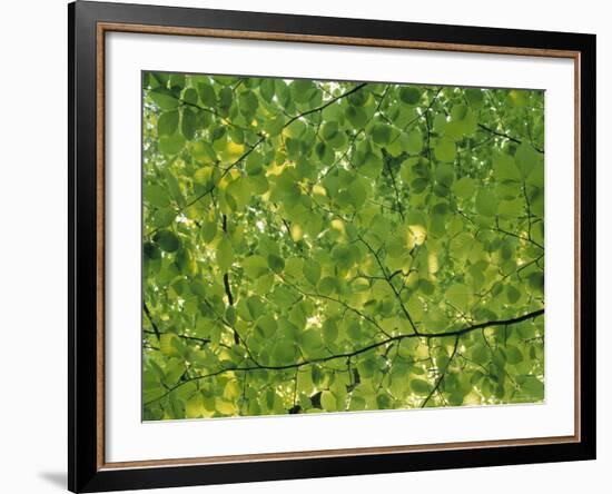 Beech Leaves-Jon Arnold-Framed Photographic Print