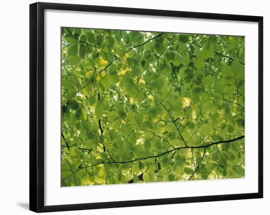 Beech Leaves-Jon Arnold-Framed Photographic Print
