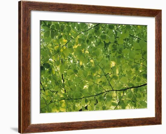 Beech Leaves-Jon Arnold-Framed Photographic Print