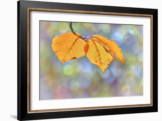 Beech Leaves-Cora Niele-Framed Giclee Print